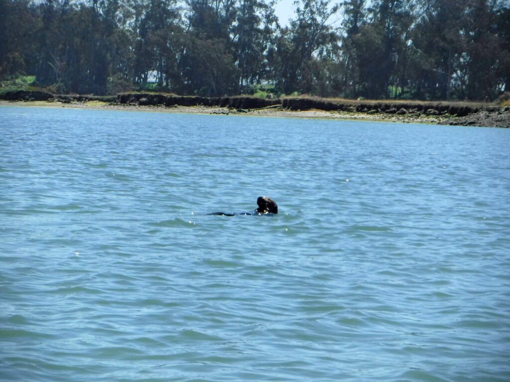 A single sea otter swims on its back.  Trees on the shoreline in the background.