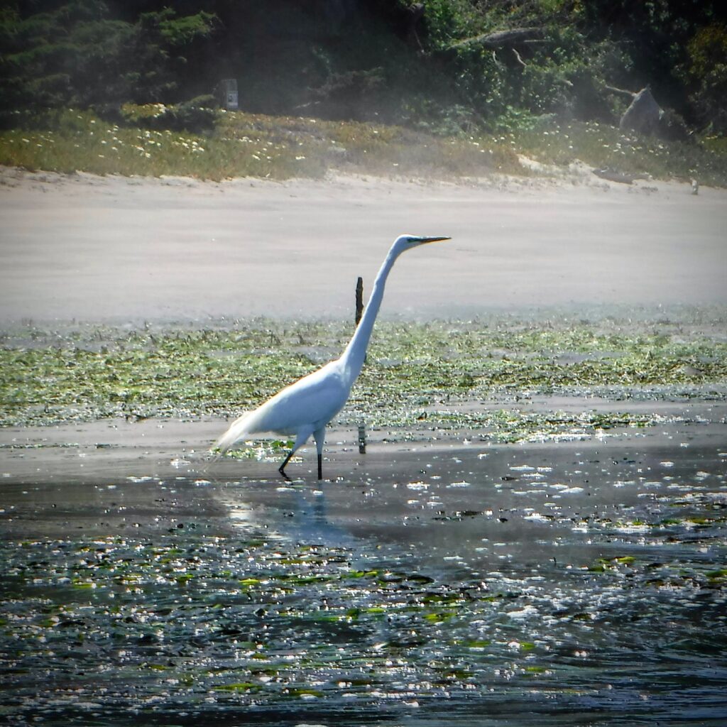 A large white bird stands in shallow water surrounded by vegetation.