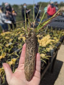 Holding a plant "plug" showing rots and new green growth.  An example of taking the classroom outside.