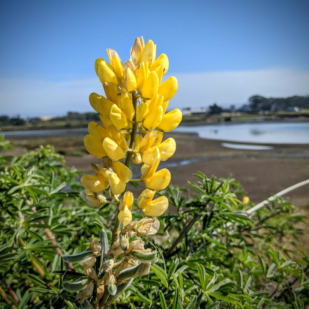 A yellow flower with estuary in background. Elkhorn Slough Photography