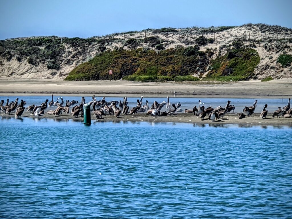 large brown and whie birds stand on a low sandbar