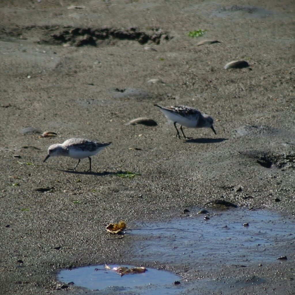 Small birds look for food in mud.  Water puddles in foreground.  Elkhorn Slough Photography.