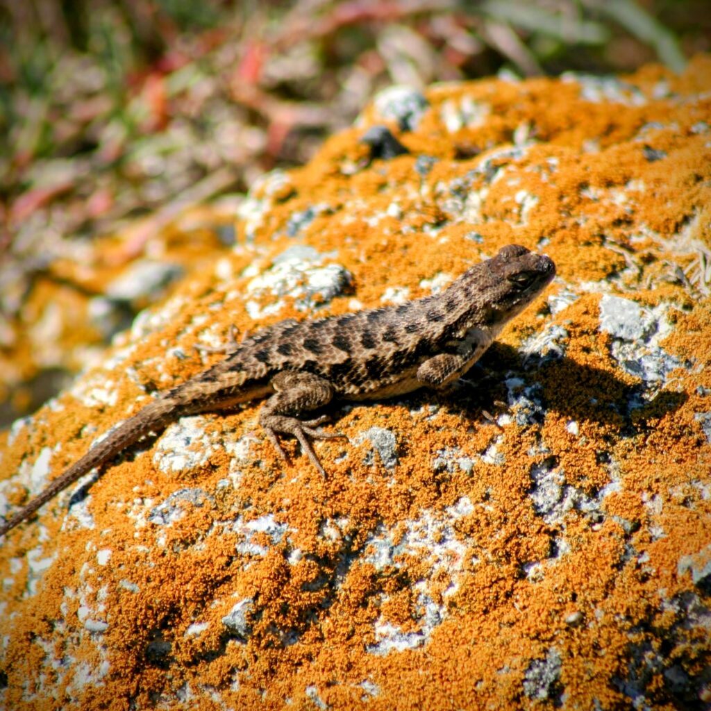 A small brown lizard sits on a moss covered rock.