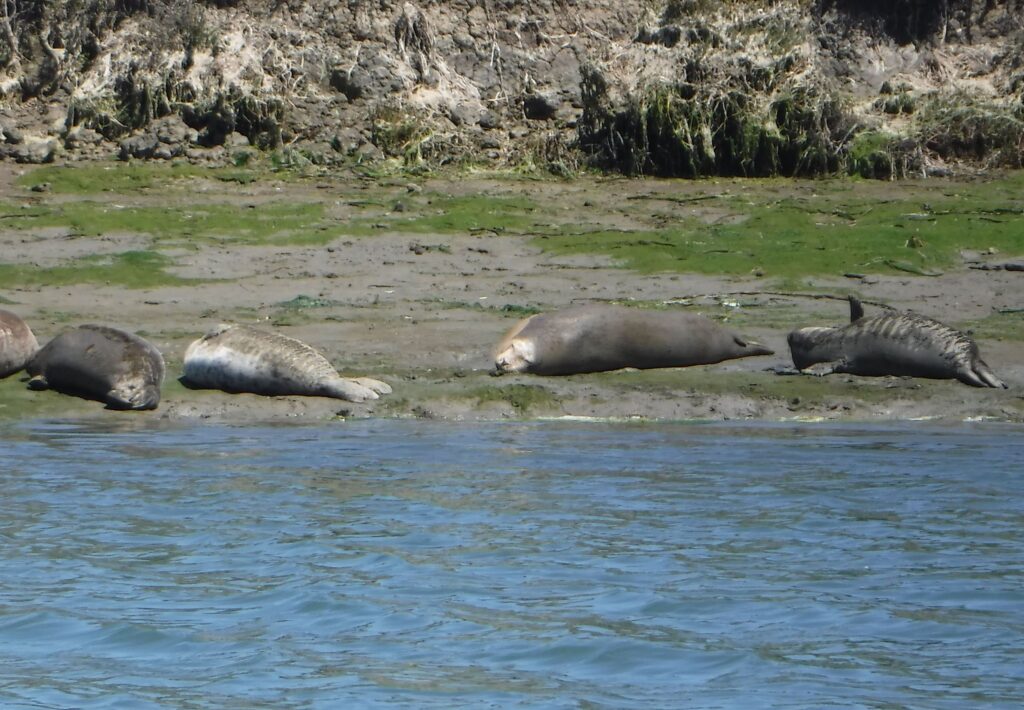 four harbor seals sleep on a shoreline