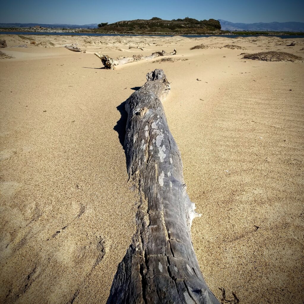 A driftwood tree trunk on a sandy beach.  A small hill with green vegetation is visible in the background. 
Driftwood photograph California coast.