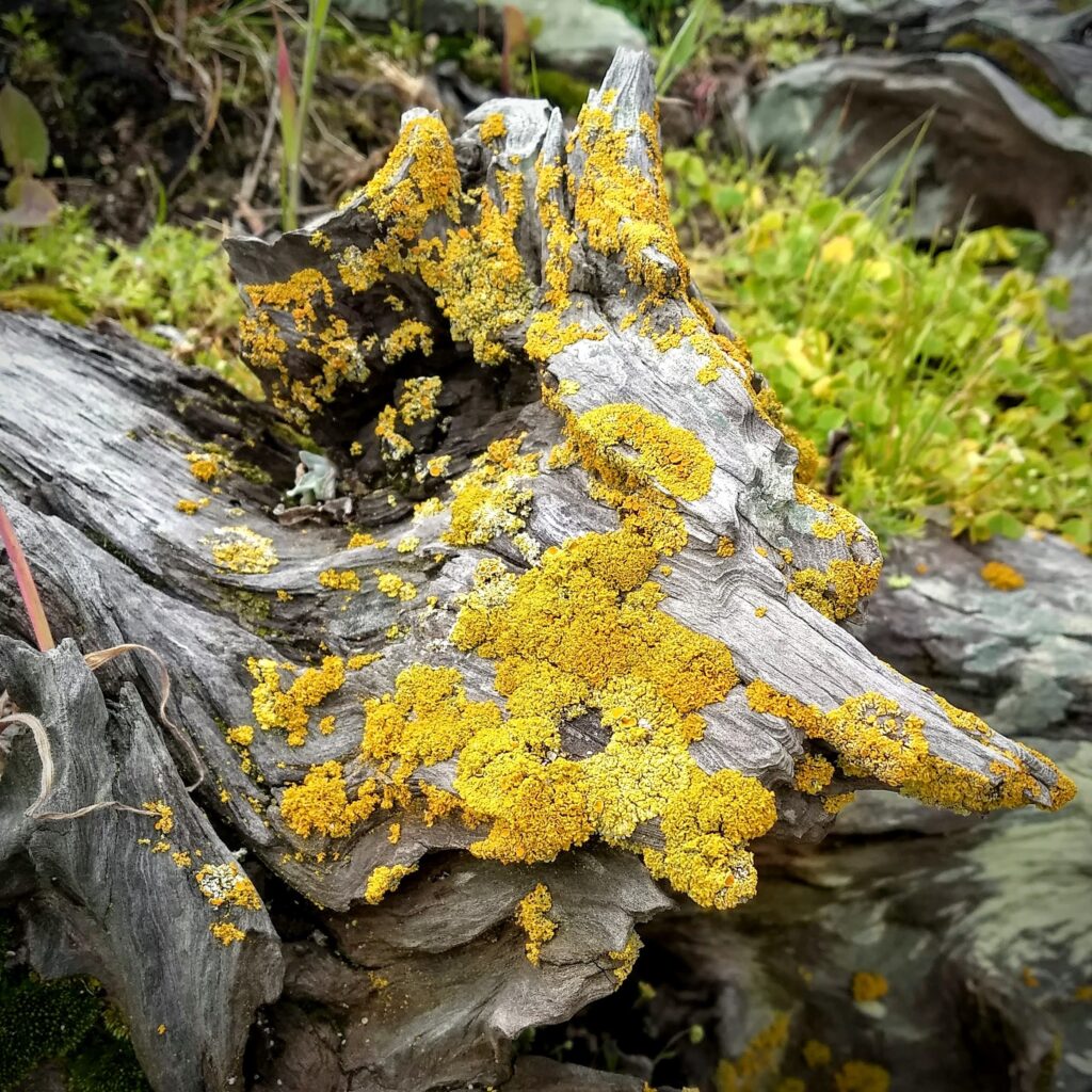 Bright yellow lichen grows on a sun bleached piece of driftwood.