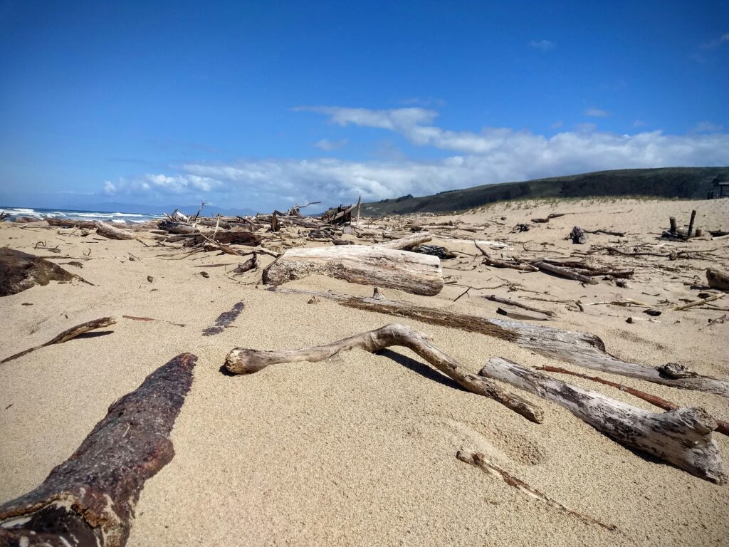 Driftwood photograph California coast. Many pieces of drfitwood of various sizes on a sandy beach.  Waves barely visible in the background.