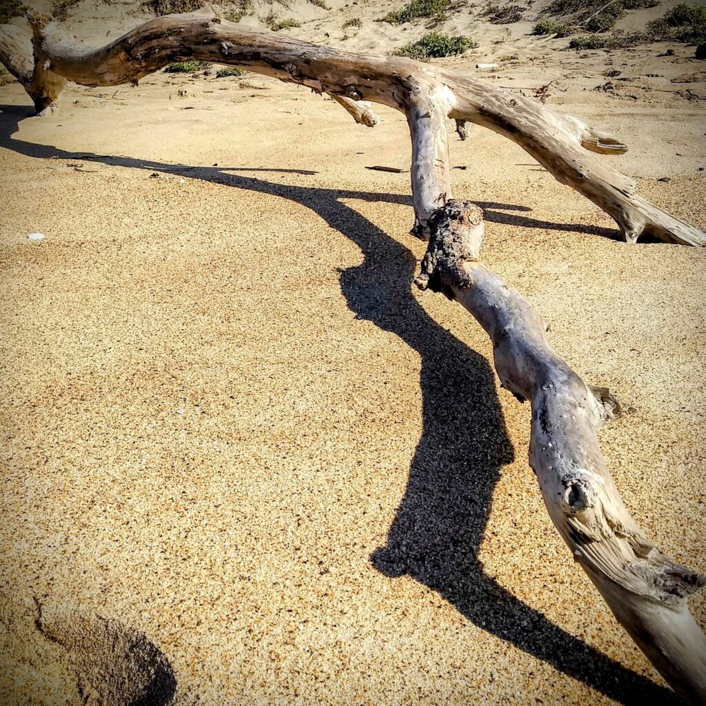 Photograph of a large driftwood tree trunk on a sandy beach on the California coast. 