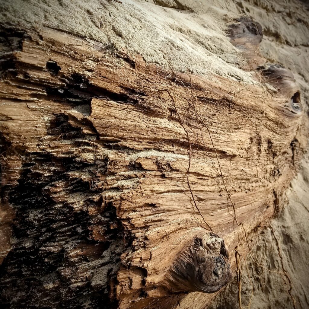 Close-up color photograph of a piece of driftwood surrounded by a sand dune.