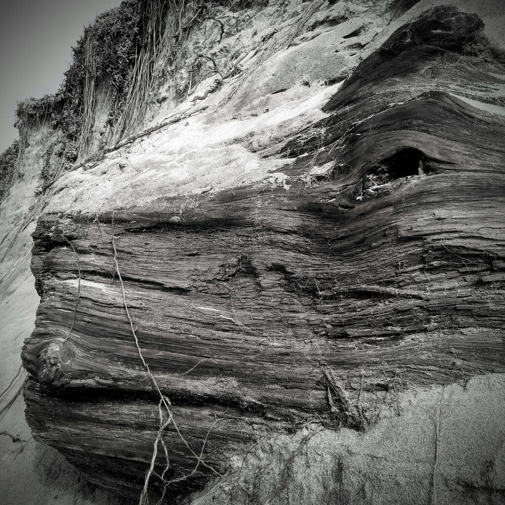 Close-up black and white photograph of a piece of driftwood surrounded by a sand dune.
Driftwood photograph California coast.