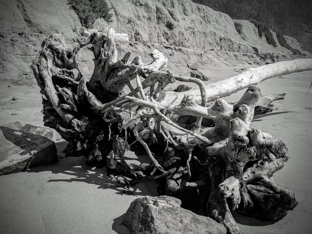 Driftwood photograph California coast. Black and white photograph of the roots of a driftwood tree.  