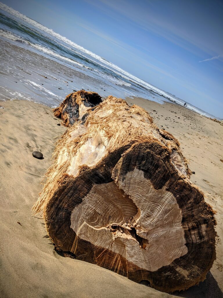 A large piece of driftwood on a sandy beach with waves breaking behind the log.  Tree rings are clearly visible on the end of the log.