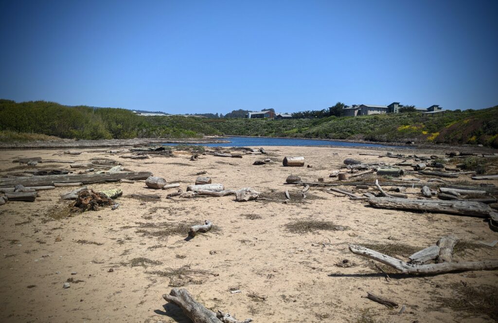 Driftwood photograph California coast. Medium to large pieces of driftwood on a small sandy beach.  A samll lagoon, green shrubs, and grey buildings are visible in the background. 