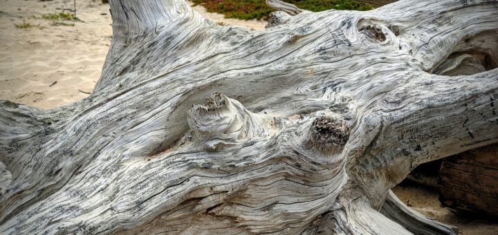 grey driftwood piece with knotty texture