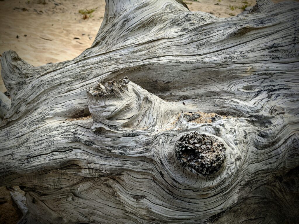 Driftwood photograph California coast. Close-up photograph of a sun bleached pece of driftwood.