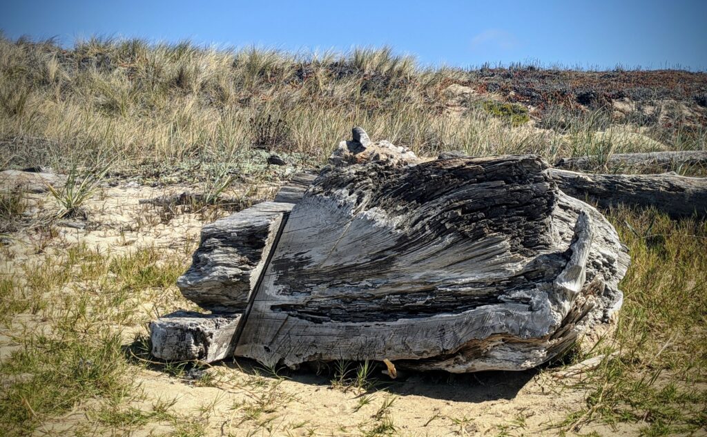 Driftwood photograph California coast.  A large piece of driftwood sits on sand surrounded by dune grass.