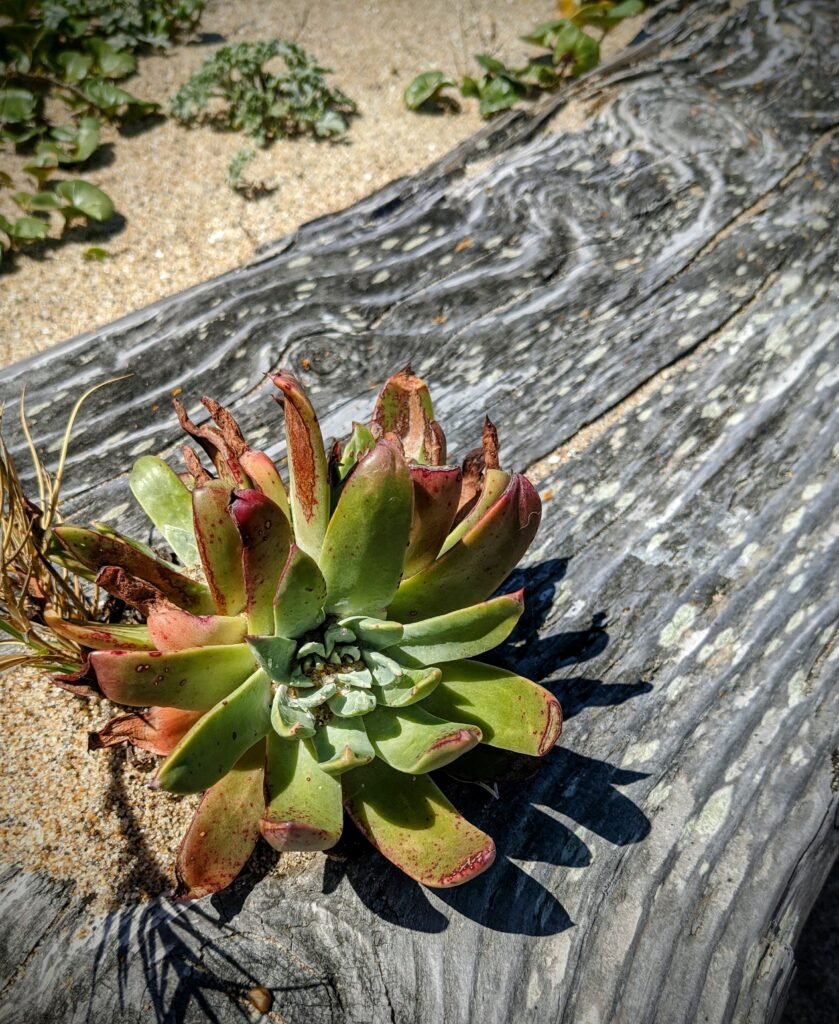 A succulent plant grows on a piece of driftwood.  Photograph on the California coast.