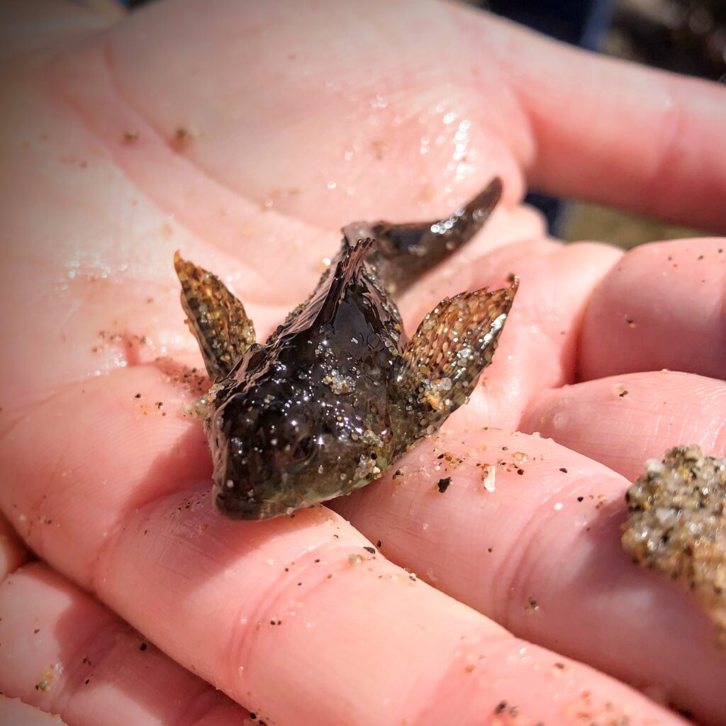 a small fish being held in an open palm.  teaching outside.