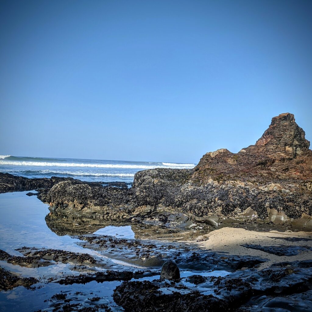 a morning in the intertidal. rocks covered with shells in the foreground and breaking waves in the background