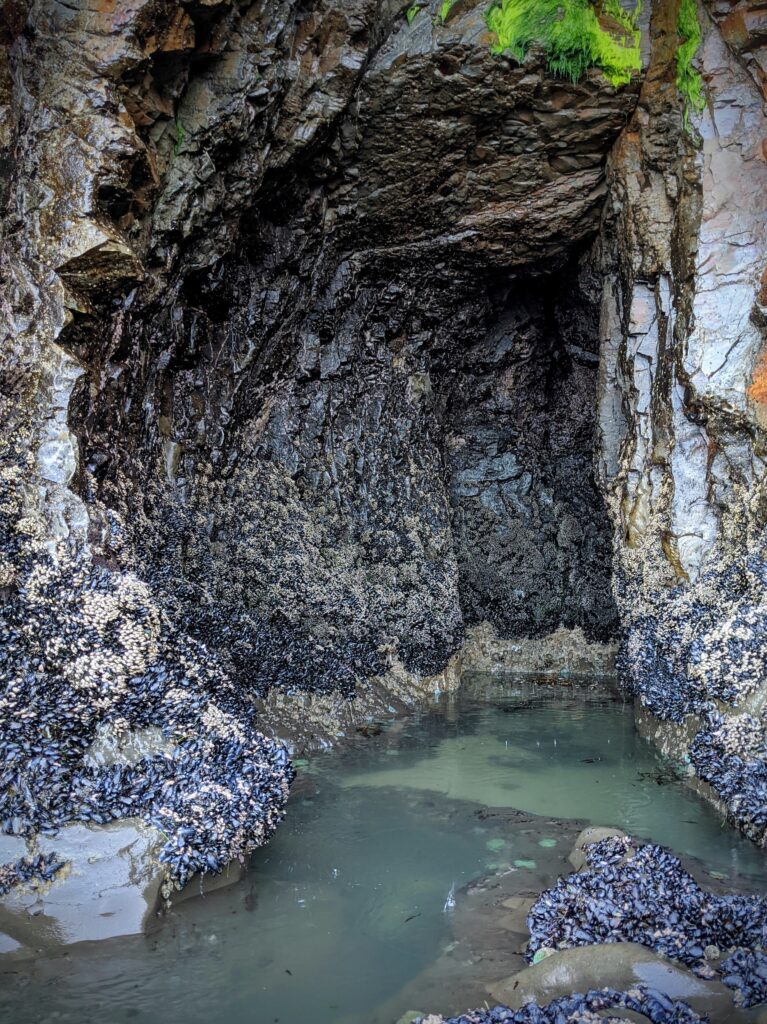 A cave with with water and shells on the walls