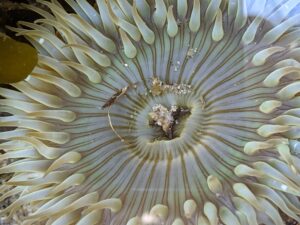 Anemone with yellow-green stripes and tentacles