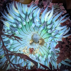 Bright blue and green anemone with stripes.